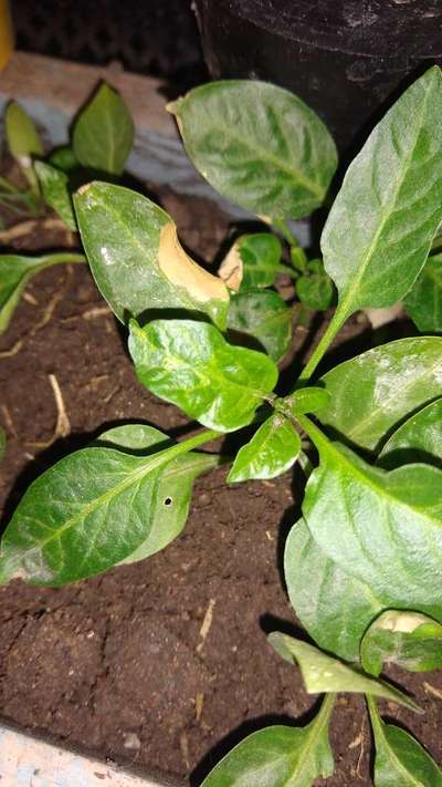 Deficiencia de calcio - Capsicum y chile