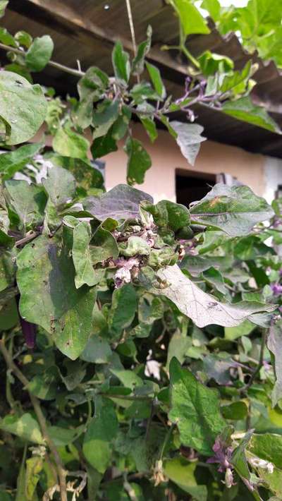 Sooty Mold - Brinjal