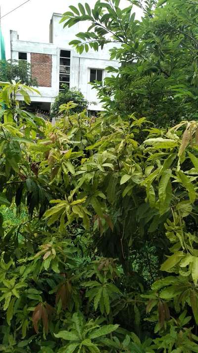 Boron Deficiency - Mango