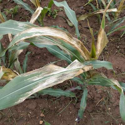 Banded Leaf and Sheath Blight - Maize