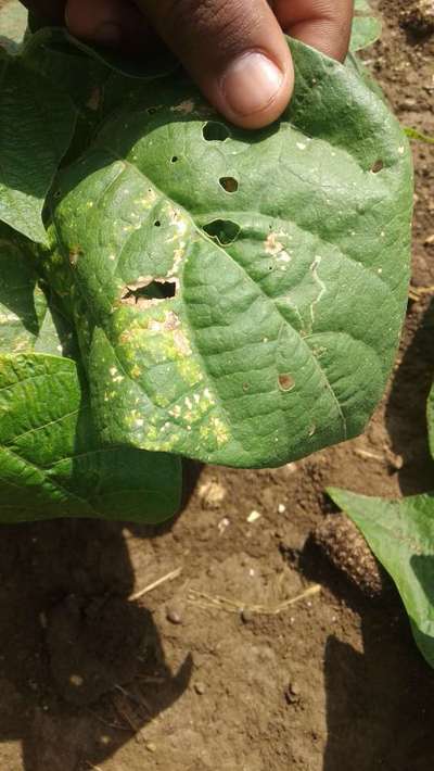 Downy Mildew - Bean