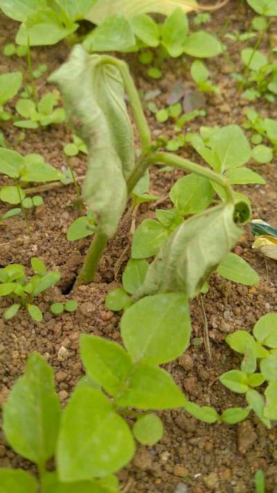 ஃபுசேரியம் வாடல் நோய் - கத்திரிக்காய்