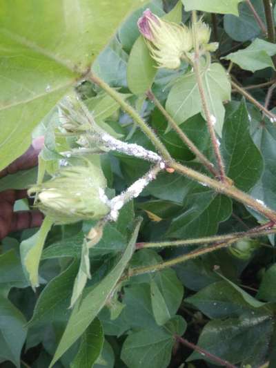 மாவுப்பூச்சி - பருத்தி