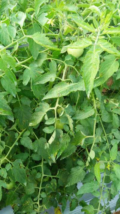 Early Blight - Tomato