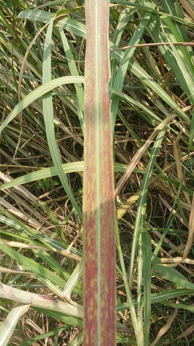 Red Stripe Disease - Sugarcane