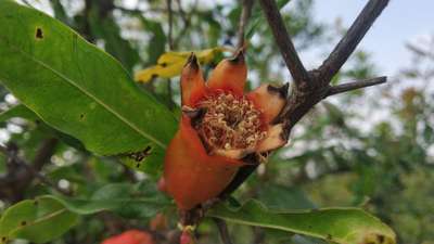 Alternaria Black Spot and Fruit Rot - Pomegranate