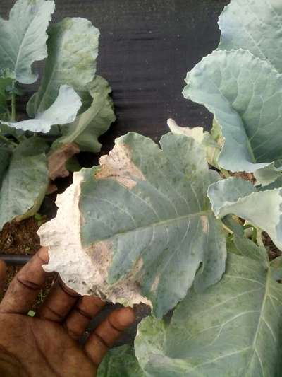 Potassium Deficiency - Cabbage