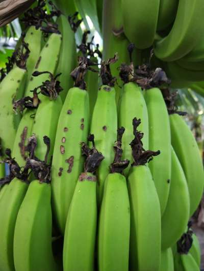 Banana Fruit-Scarring Beetle - Banana