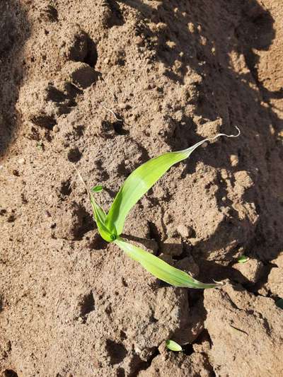 Potassium Deficiency - Maize