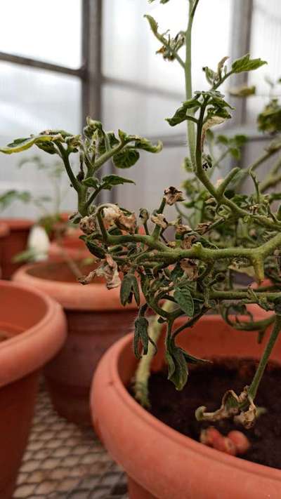 Tomato Late Blight - Tomato