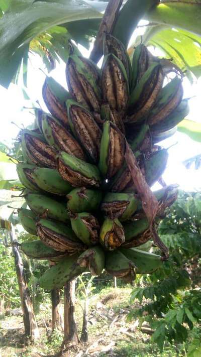 Calcium Deficiency - Banana