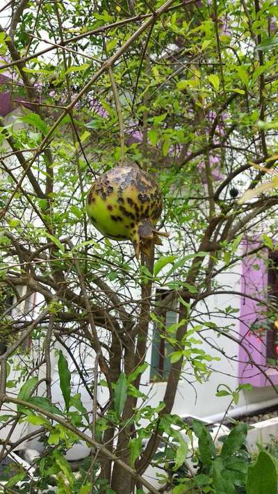 Bacterial Blight of Pomegranate - Pomegranate