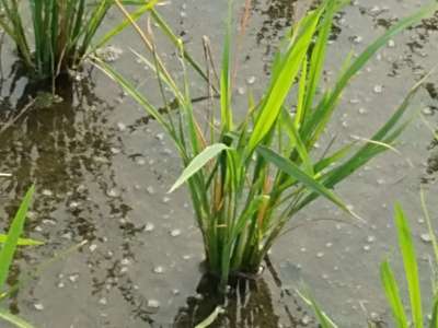 Yellow Stem Borer - Rice