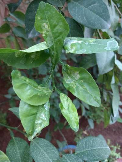 Powdery Mildew - Citrus