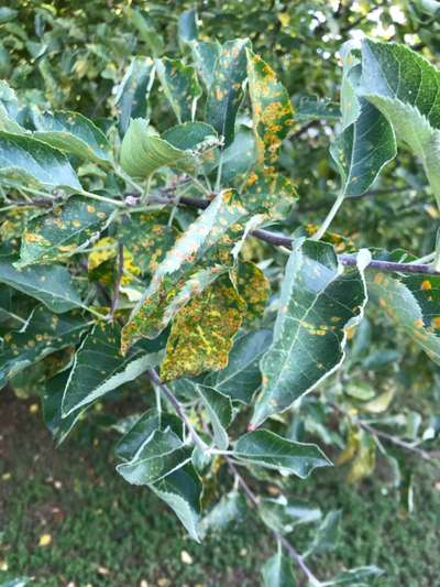 European Pear Rust - Apple