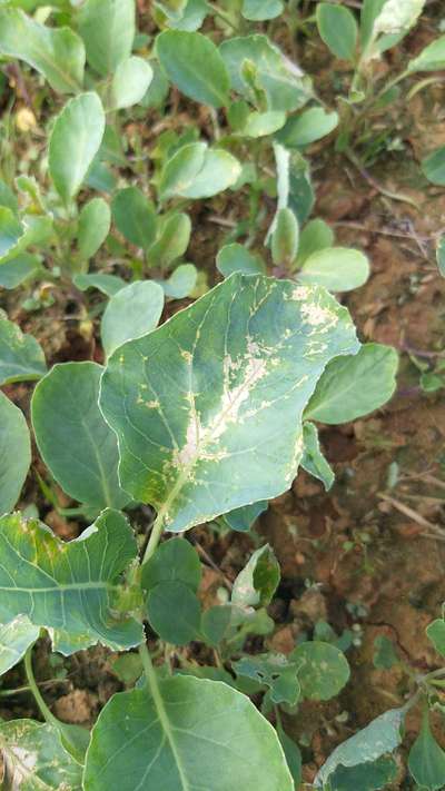 Diamondback Moth - Cabbage