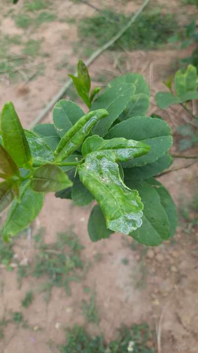 Citrus Leaf Miner - Citrus