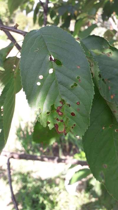Criblure à Coryneum - Cerises