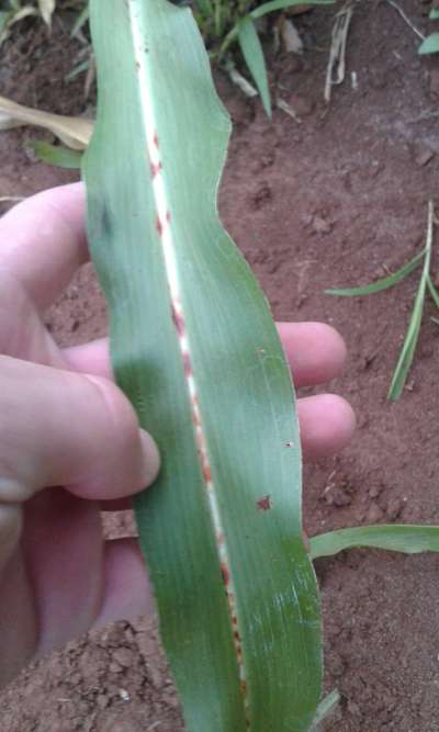 Antracnose do Milho - Sorgo