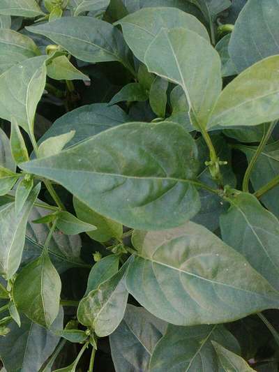 Whiteflies - Capsicum & Chilli