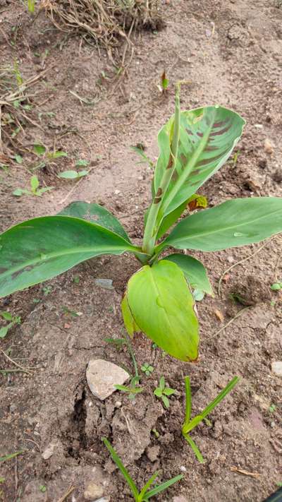 ಕ್ಯಾಲ್ಸಿಯಂ ಕೊರತೆ - ಬಾಳೆಹಣ್ಣು