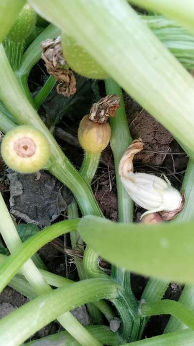 Calcium Deficiency - Zucchini