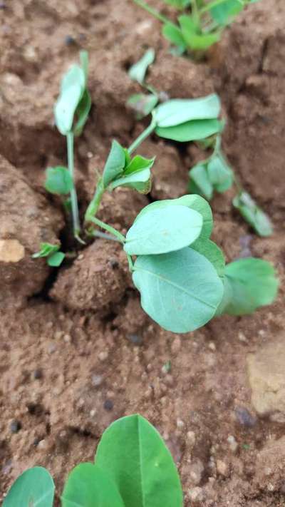 Ashy Stem Blight of Bean - Cotton