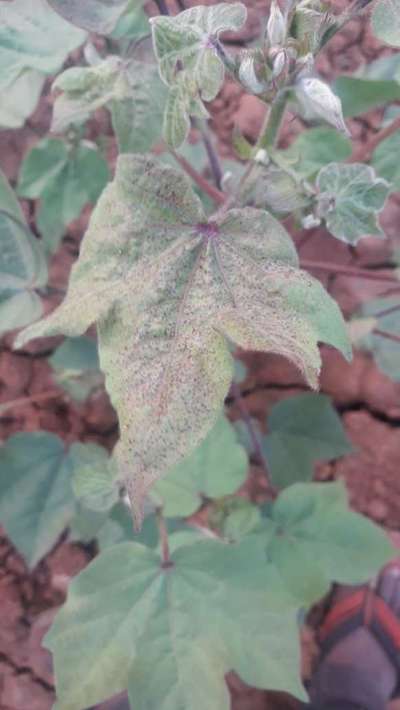 Spider Mites - Cotton