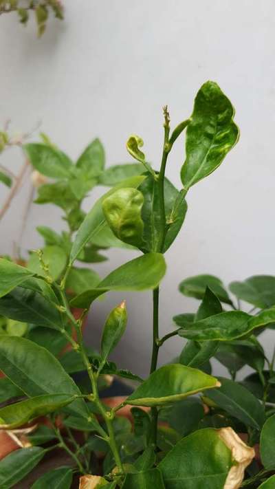 Potassium Deficiency - Citrus