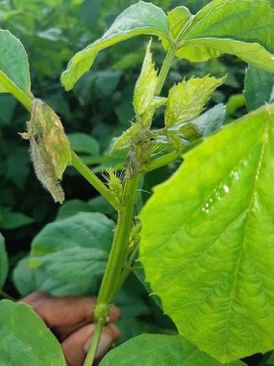 Spider Mites - Bean