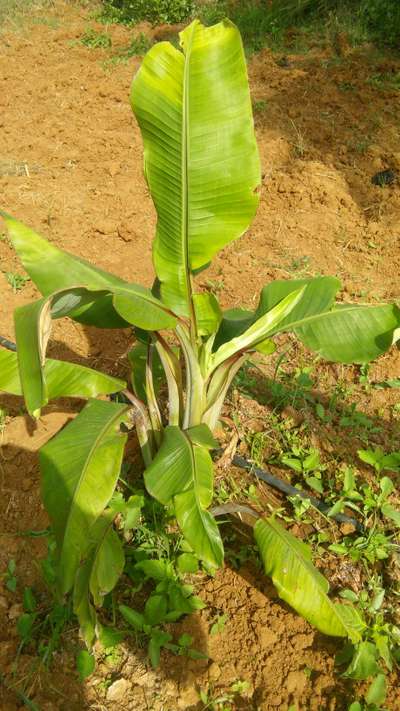 ಬಂಚಿ ಟಾಪ್ ವೈರಸ್ - ಬಾಳೆಹಣ್ಣು