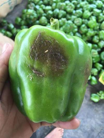 Fruit Rot - Capsicum & Chilli