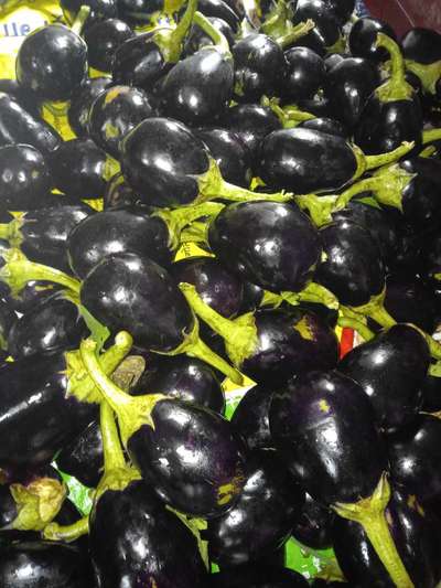 Healthy - Brinjal