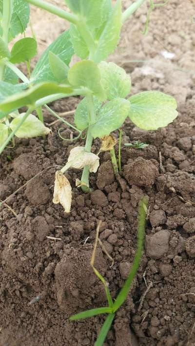 Leafhoppers and Jassids - Pea