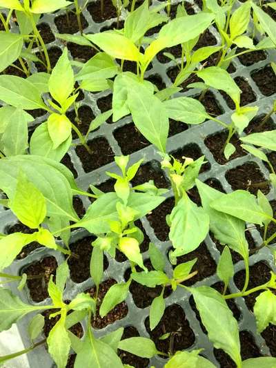 Nitrogen Deficiency - Capsicum & Chilli