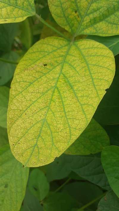 Magnesium Deficiency - Soybean