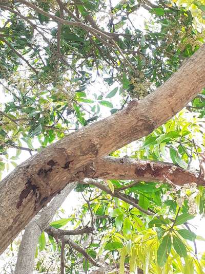 Mango Stem Borer - మామిడి