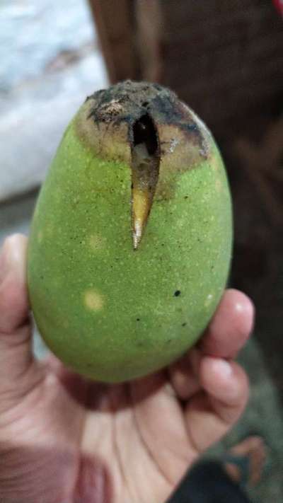 Mango Seed Borer - Mango