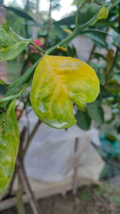 Nitrogen Deficiency - Citrus