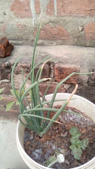 Potassium Deficiency - Onion