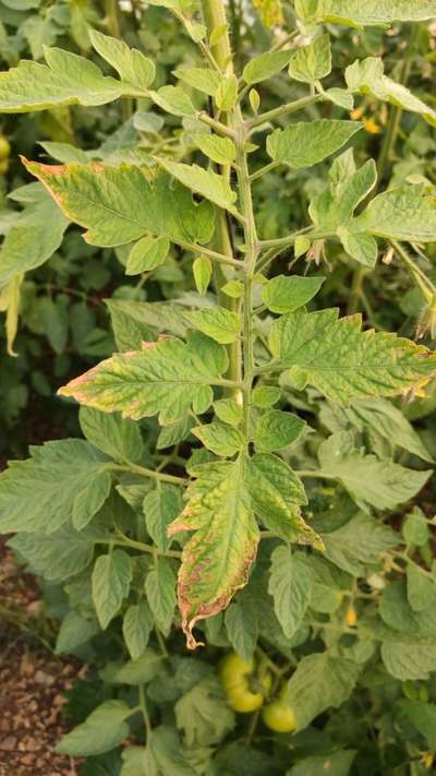 Iron Deficiency - Tomato