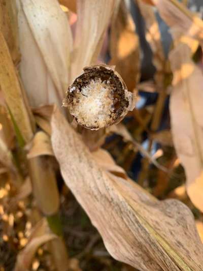 Maize Lethal Necrosis Disease - Maize