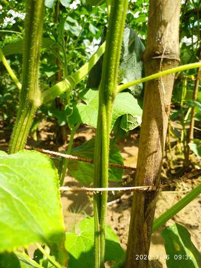 Gummy Stem Blight of Cucurbits - Cucumber