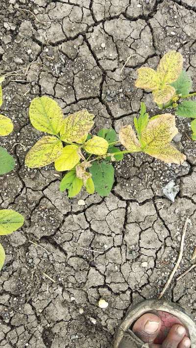 Leafhoppers and Jassids - Soybean