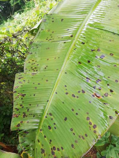 Yellow and Black Sigatoka - Banana