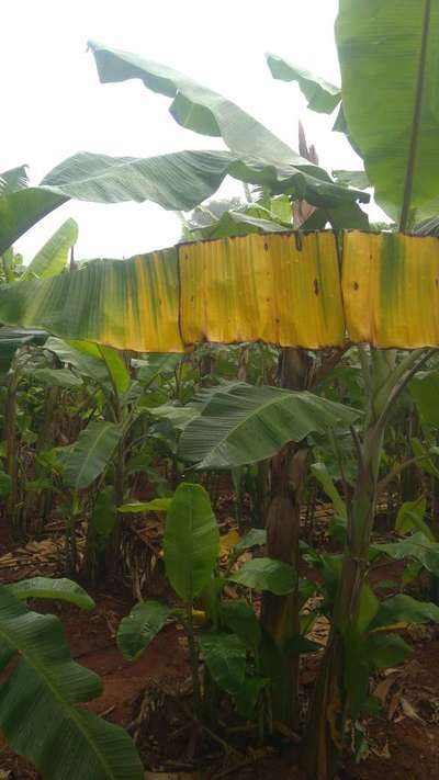 ಪನಾಮಾ ರೋಗ - ಬಾಳೆಹಣ್ಣು