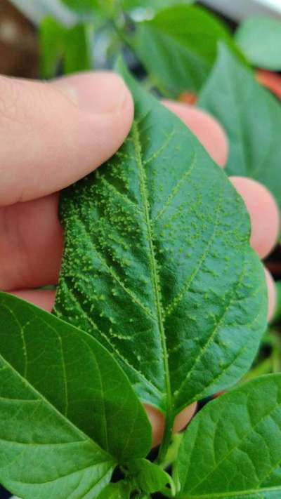 Gall Mite - Capsicum & Chilli