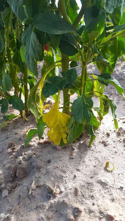 Deficiencia de nitrógeno - Capsicum y chile