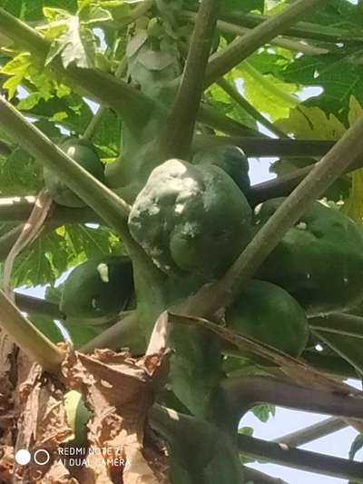 Boron Deficiency - Papaya