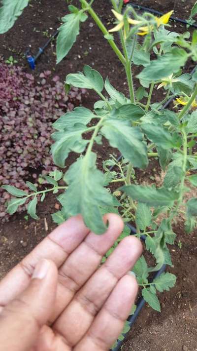 Thrips - Tomato